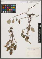 Foto von Salix reticulata L.